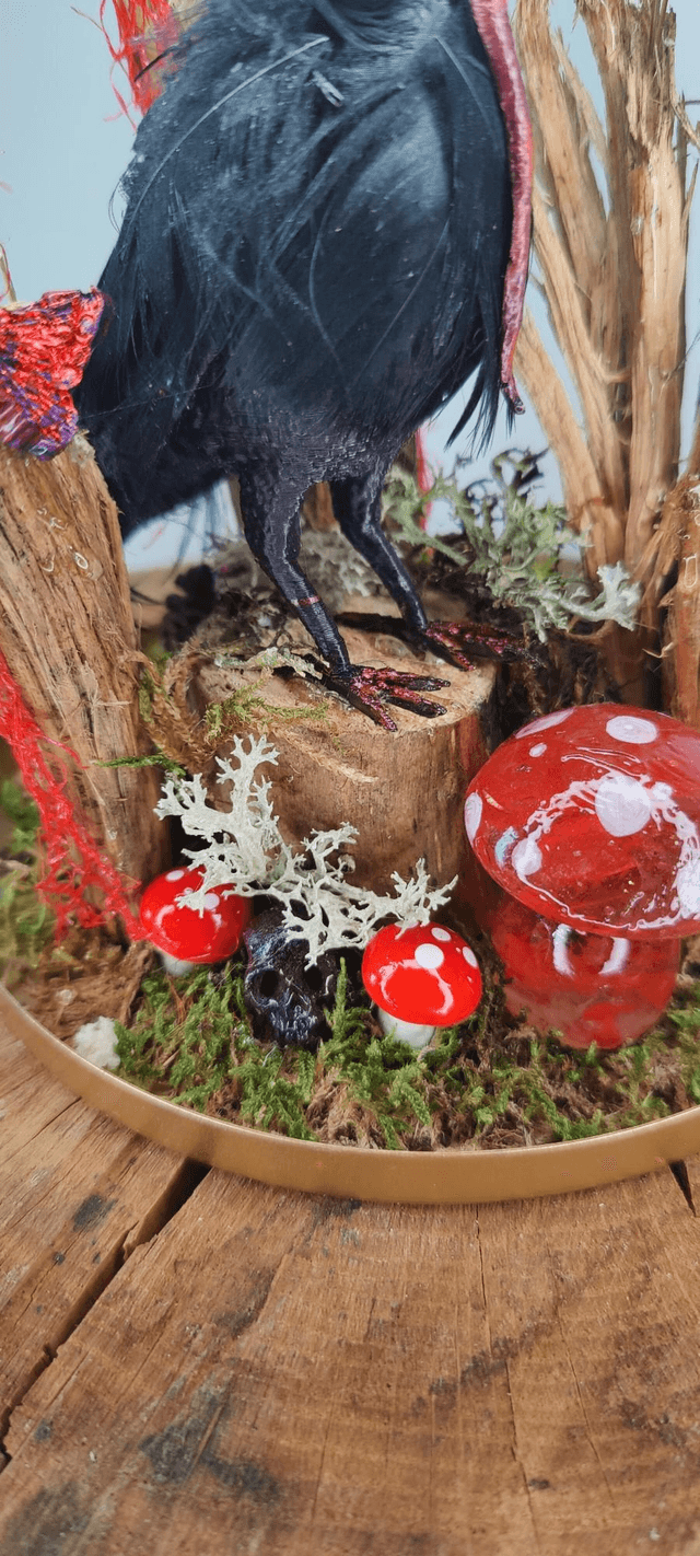 Corbeau mystique sous cloche